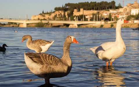 Badajoz tiene un problema con la población de gansos del Guadiana